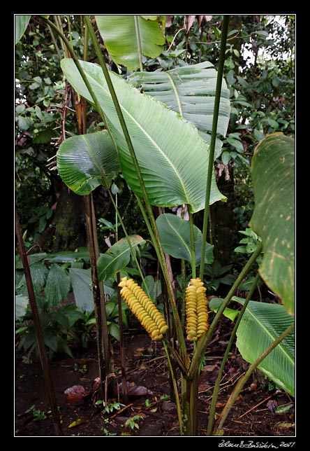 Costa Rica - Arenal - heliconia