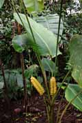 Costa Rica - Arenal - heliconia