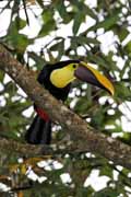 Costa Rica - Arenal - chestnut-mandibled toucan