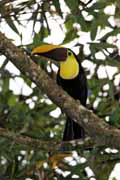 Costa Rica - Arenal - chestnut-mandibled toucan