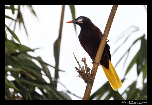 Costa Rica - Arenal -