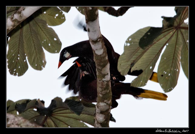 Costa Rica - Arenal -