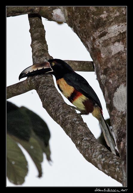 Costa Rica - Arenal - collared aracari