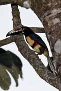 Costa Rica - Arenal - collared aracari