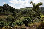 Costa Rica - Arenal - coffee plants