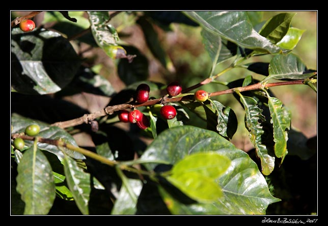 Costa Rica - Arenal - coffee plant