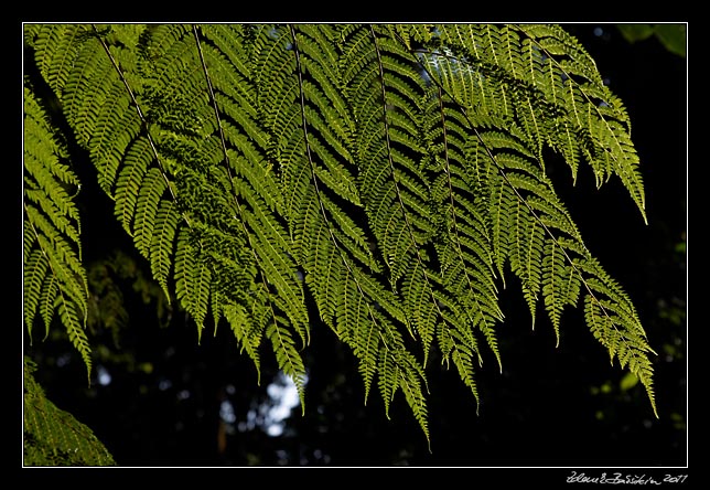 Costa Rica - Monteverde -