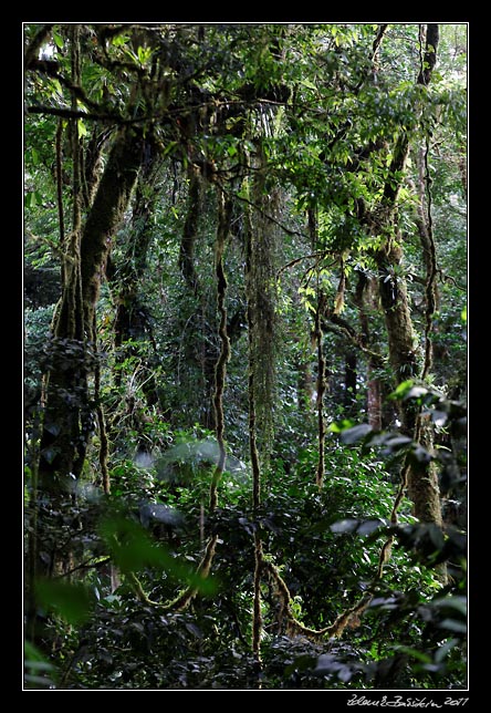 Costa Rica - Monteverde - cloud forest