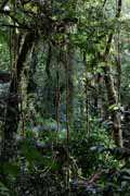 Costa Rica - Monteverde - cloud forest