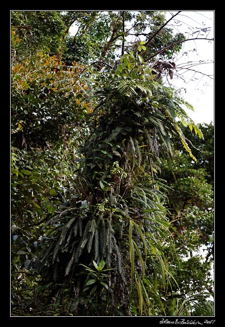 Costa Rica - Monteverde - cloud forest