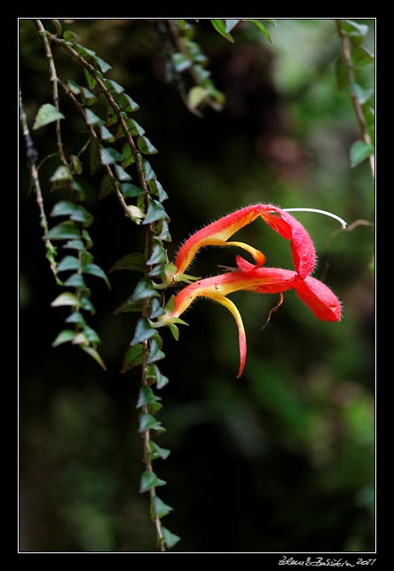 Costa Rica - Monteverde -