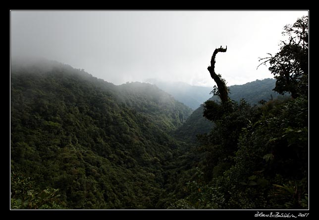 Costa Rica - Monteverde - cloud forest