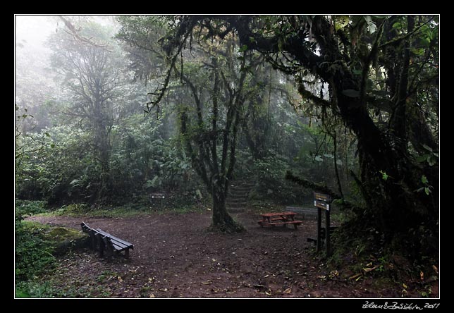 Costa Rica - Monteverde - cloud forest