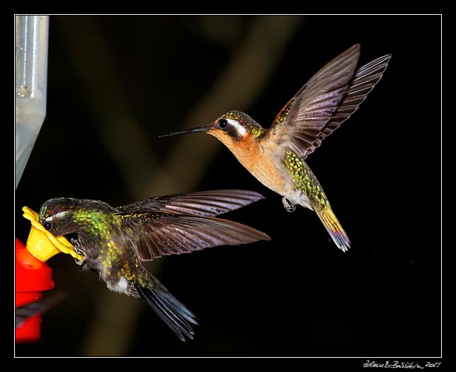 Costa Rica - Monteverde - hummingbirds