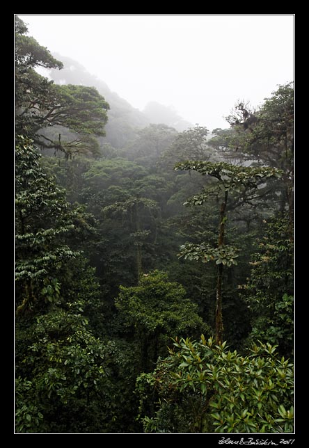 Costa Rica - Monteverde - cloud forest