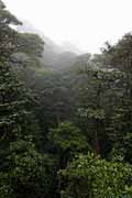 Costa Rica - Monteverde - cloud forest