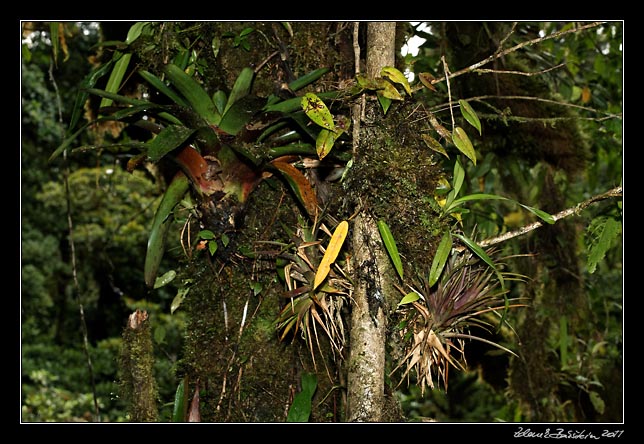 Costa Rica - Monteverde -