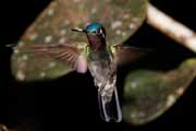 Costa Rica - Monteverde - hummingbird