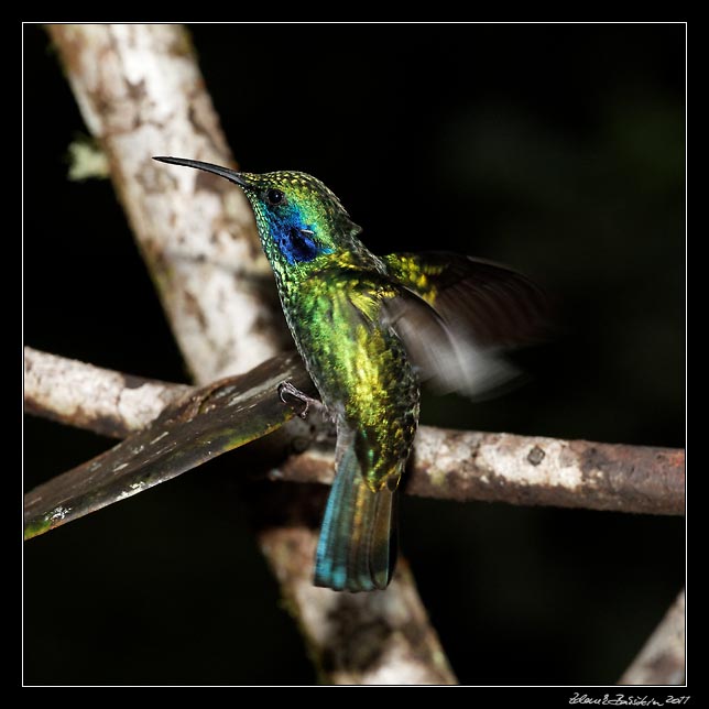 Costa Rica - Monteverde - hummingbird