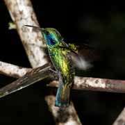 Costa Rica - Monteverde - hummingbird