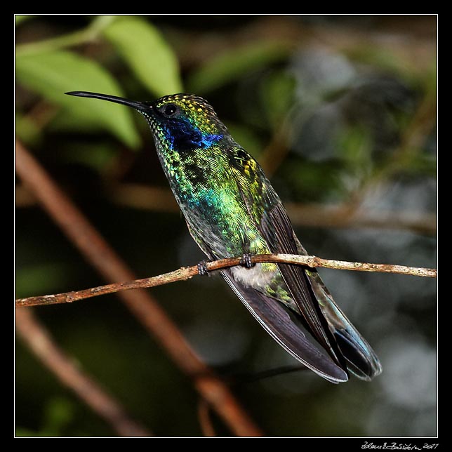 Costa Rica - Monteverde - hummingbird