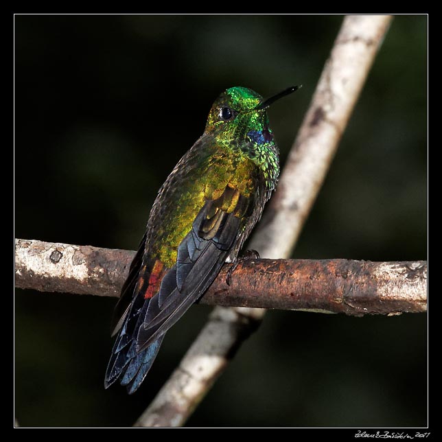 Costa Rica - Monteverde - Hummingbird