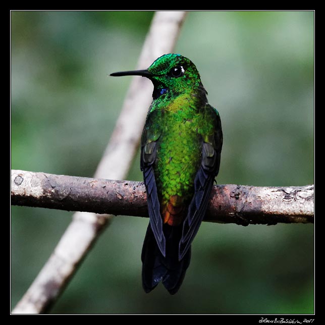 Costa Rica - Monteverde - hummingbird