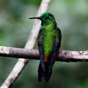 Costa Rica - Monteverde - hummingbird