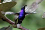 Costa Rica - Monteverde - violet sabrewing