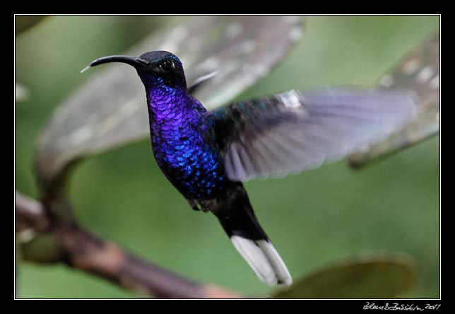 Costa Rica - Monteverde - violet sabrewing