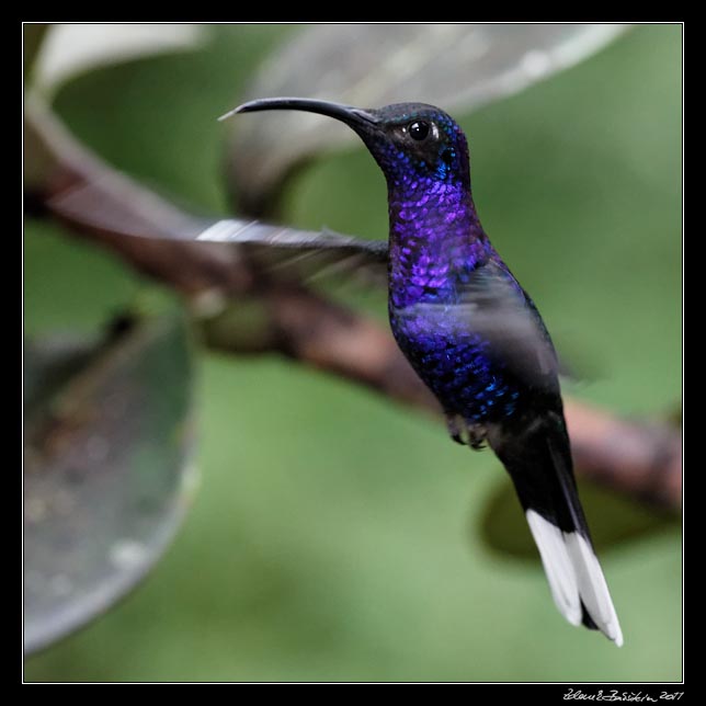 Costa Rica - Monteverde - violet sabrewing