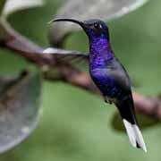 Costa Rica - Monteverde - violet sabrewing