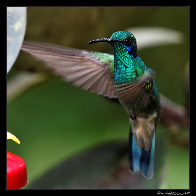 Costa Rica - Monteverde - hummingbird