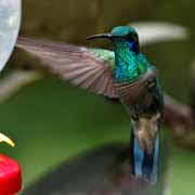 Costa Rica - Monteverde - hummingbird