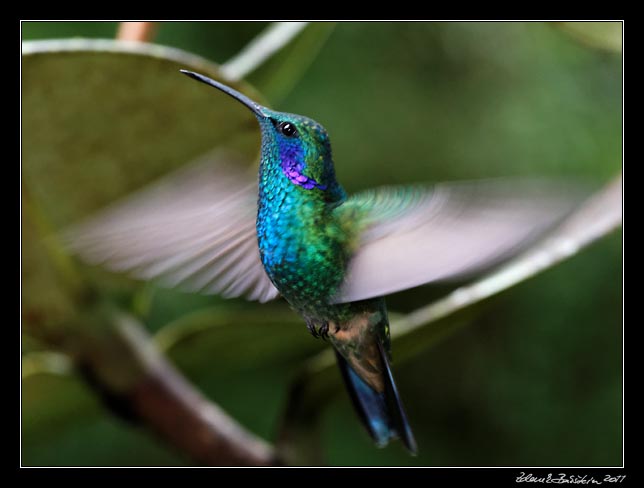 Costa Rica - Monteverde - hummingbird