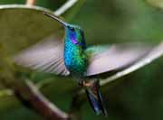 Costa Rica - Monteverde - hummingbird