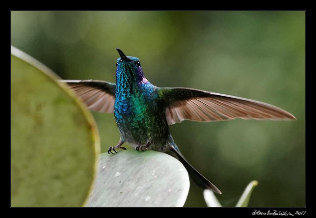 Costa Rica - Monteverde - hummingbird