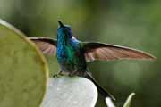 Costa Rica - Monteverde - hummingbird