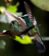 Costa Rica - Monteverde - hummingbird