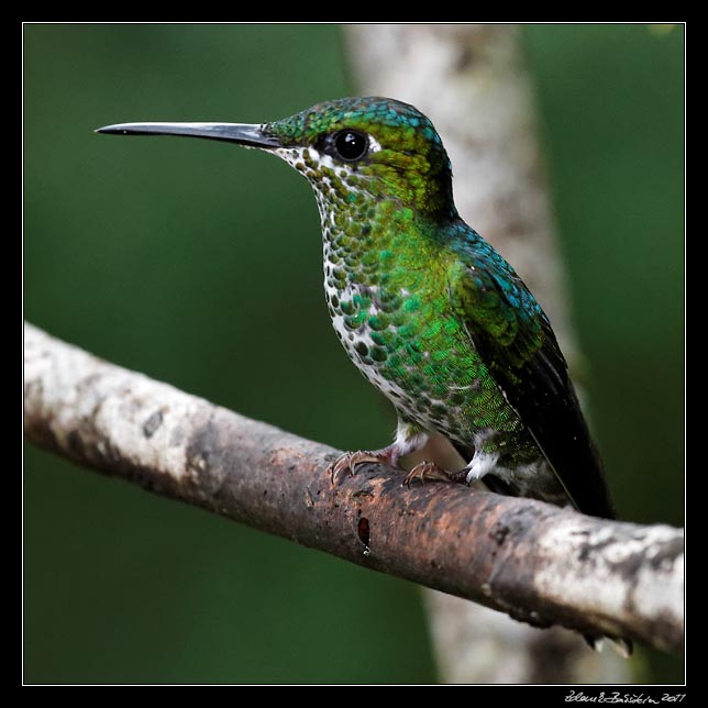 Costa Rica - Monteverde - hummingbird