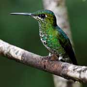 Costa Rica - Monteverde - hummingbird