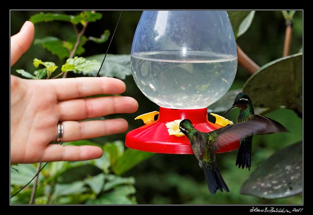 Costa Rica - Monteverde - how big are they?