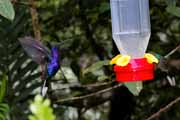 Costa Rica - Monteverde - violet sabrewing