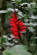 Costa Rica - Monteverde -