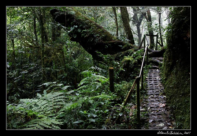 Costa Rica - Monteverde - cloud forest