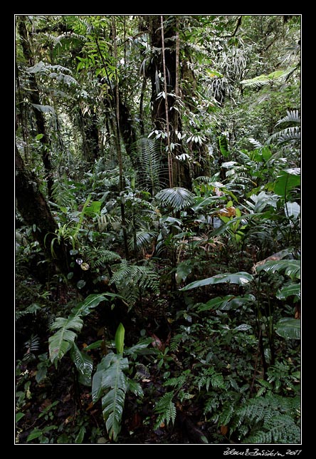 Costa Rica - Monteverde - cloud forest