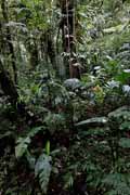 Costa Rica - Monteverde - cloud forest