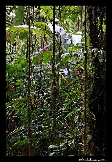 Costa Rica - Monteverde - cloud forest