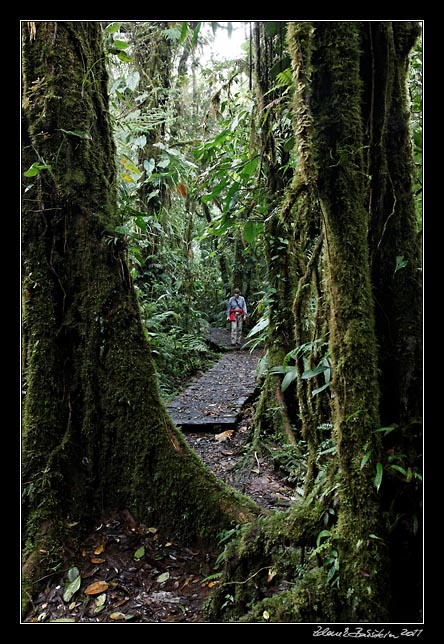 Costa Rica - Monteverde - cloud forest