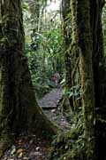 Costa Rica - Monteverde - cloud forest